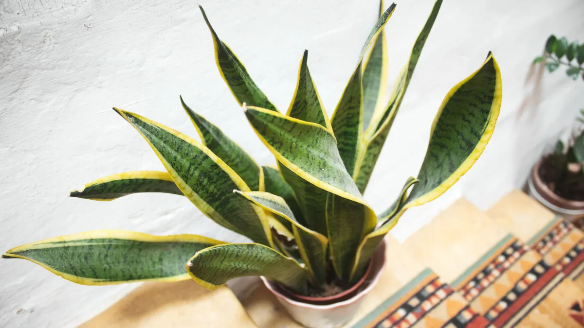 A snake plant (Dracaena trifasciata) in a pot on the stairs in a domestic home with bright daylight