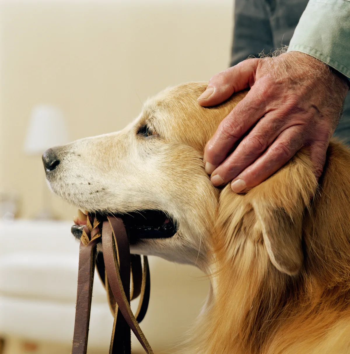 Alzheimer-kórral küzdő férfi és golden retriever kutyája