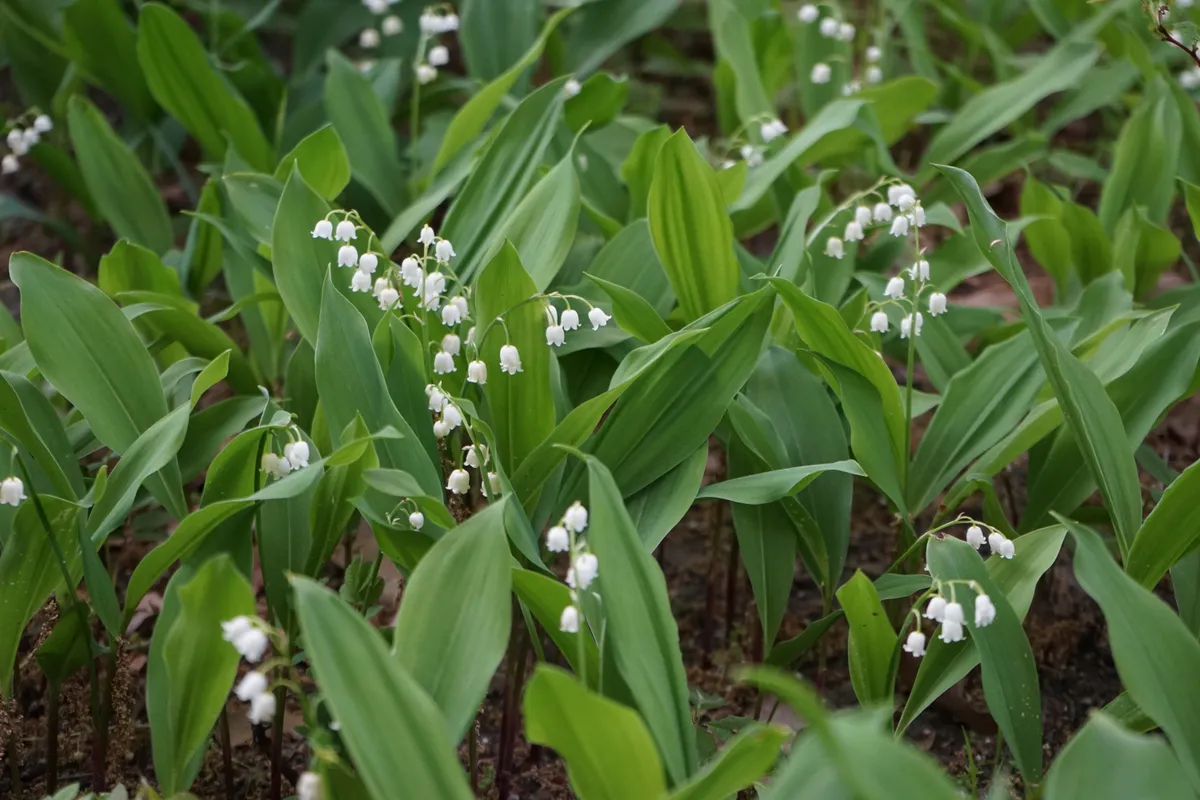 Lilies of the valley bloom in May. Lilies of the valley, Convallaria majalis is a woodland flowering plant with sweetly scented, pendent, bell-shaped white flowers borne in sprays in spring. Berlin