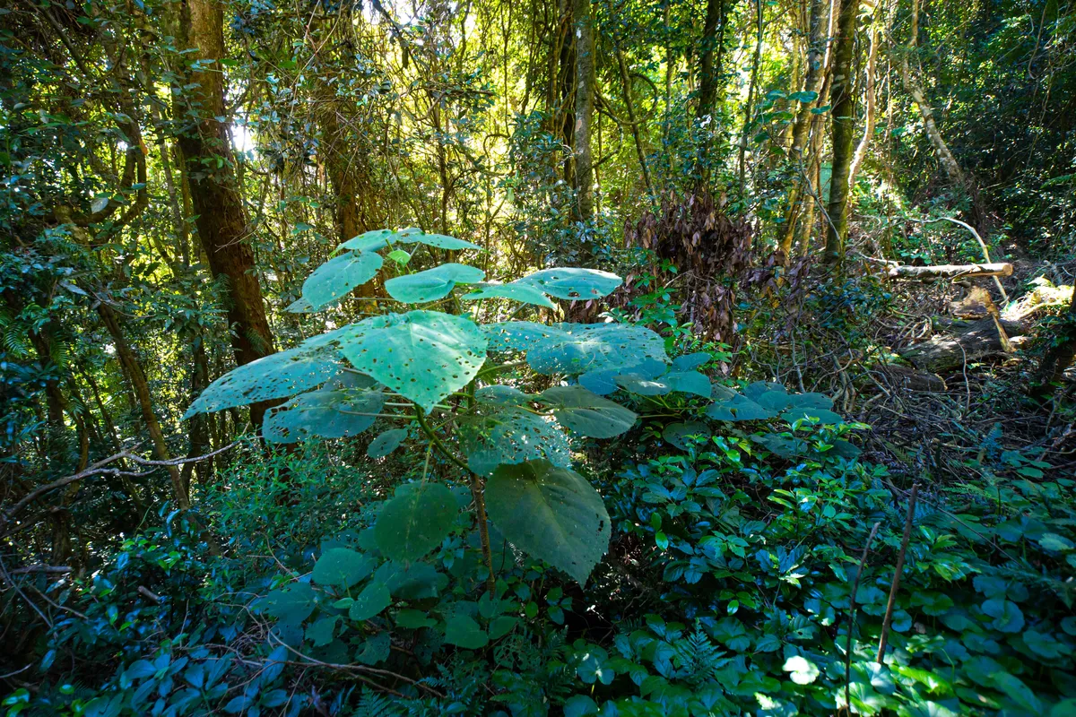 Stinging,Tree,Gympie,Gympie,In,Australian,Rainforest,,Lamington,National,Park,mérgező