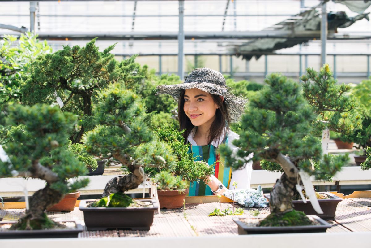 japán nő bonsai fát gondoz