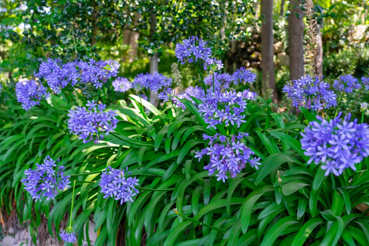 beautiful agapanthus africanus flowers in the Jardins do Palacio de Cristal Crystal Palace gardens .