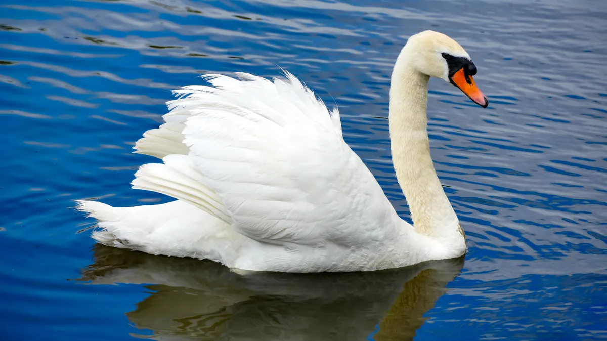 Swan Lake White Feathers Beautiful Bird Water Swimming