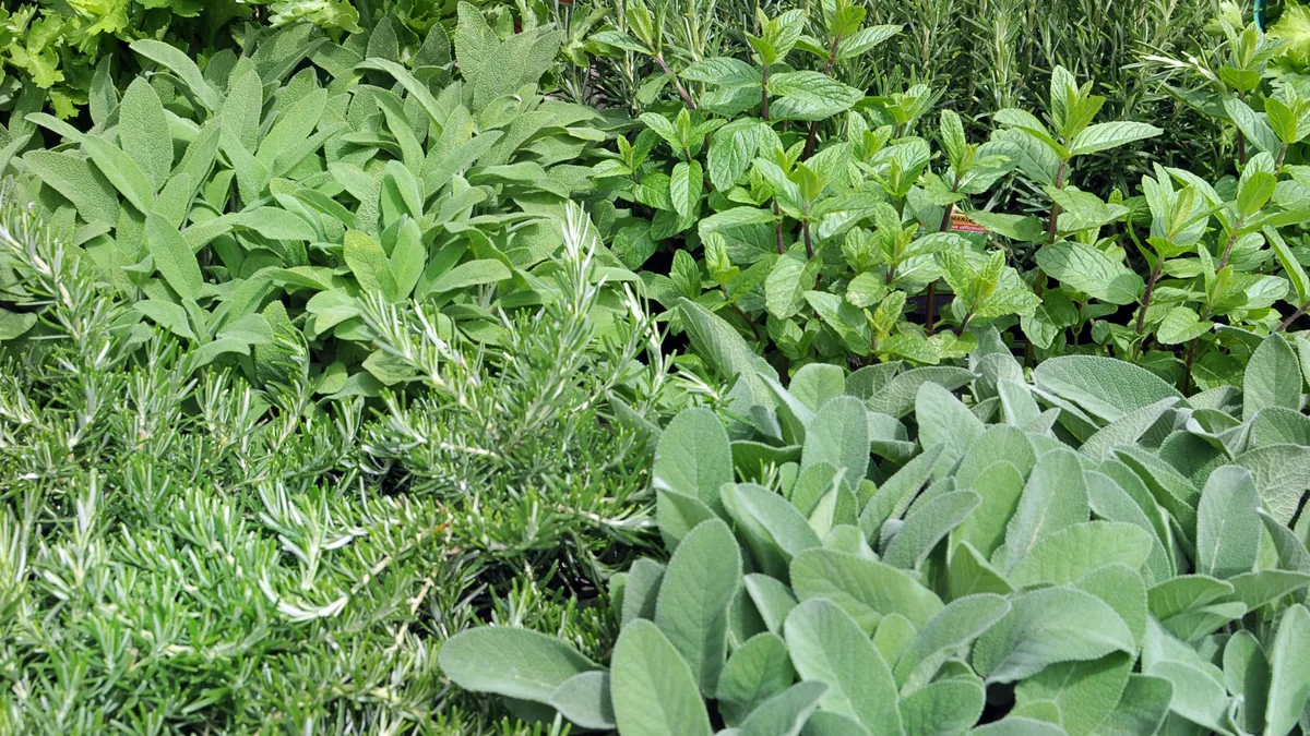 zsálya, menta, rozmaring