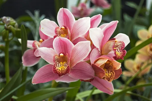 http://en.wikimedia.org