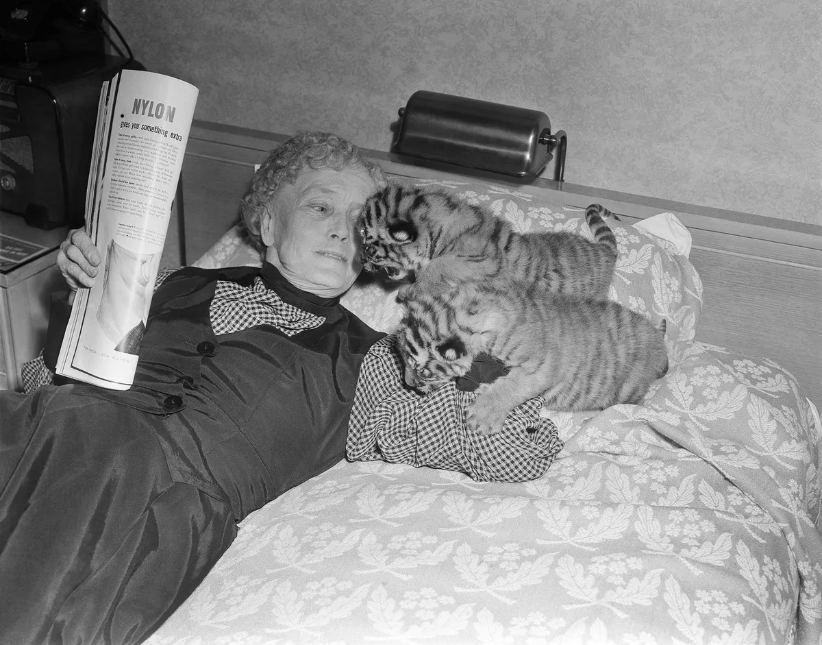 The two three-week-old tiger cubs, a brother and sister, didn’t know quite what to do with themselves on their first day away from their mother, so they decided to romp all over their mother’s trainer, Mabel Stark. The world famed wild animal trainer is with them in her hotel room in Baltimore, Nov. 18, 1949. The cubs require constant care and attention.,Image: 593837729, License: Rights-managed, Restrictions: This content is intended for editorial use only. For other uses, additional clearances may be required., Model Release: no