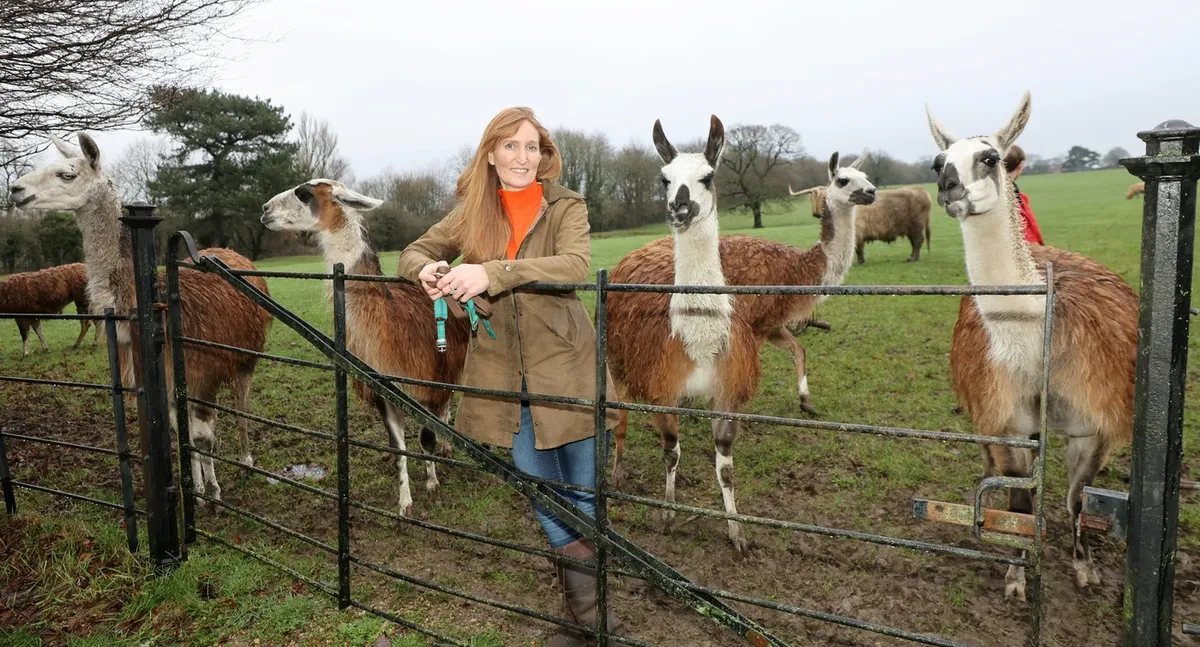 A would-be thief was caught by police after a hero herd of LLAMAS cornered the suspect in a field until officers could arrive. Heidi Price and Graham Oliver were alerted to the intruder on their farmland when the animals began making a loud alarm call on Monday evening (2/2). Moments earlier, the crook had stole tobacco from a woman before he decided to jumped over a fence into the farm off Carnfield Hall in South Normanton, Derbys. in a bid to flee from police officers. But his escape did not go to plan after eight llamas galloped over to him as he was running through the field in the dark and surrounded him.
Photo released 08/02/2026,Image: 1073275040, License: Rights-managed, Restrictions: Editorial use, commercial use may require additional licenses. We don't use AI to make images which could be mistaken for news photos. AI use will be clearly indicated. Supplied on condition you ensure personal data is processed in compliance with UK GDPR, Model Release: no