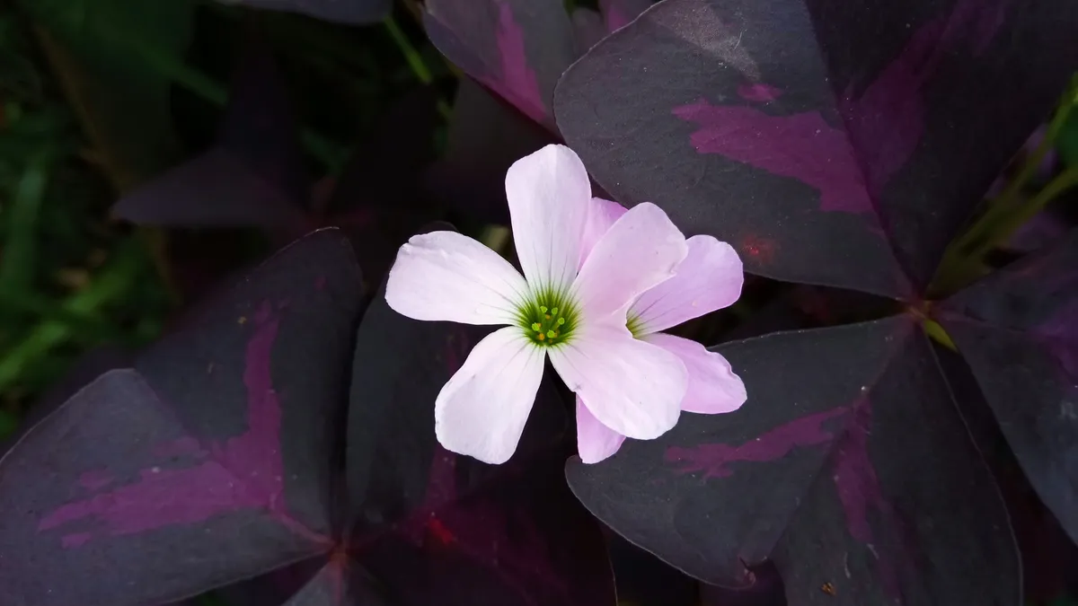 Oxalis,háromszöglevelű madársóska, boldogság üzenete