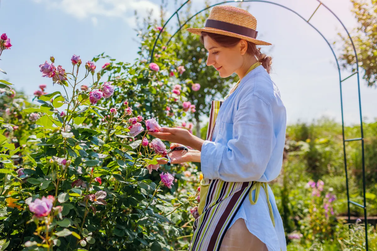 Young,Happy,Gardener,Enjoys,Blooming,Roses,Flowers,In,Summer,Garden.