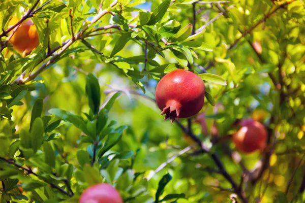 Forrás: Thinkstock Forrás: Thinkstock