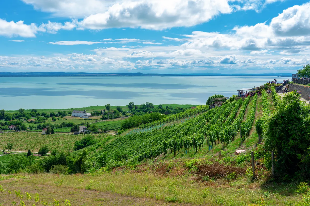 Beautiful,View,Of,Lake,Balaton,With,Vineyards,From,The,Badacsony
