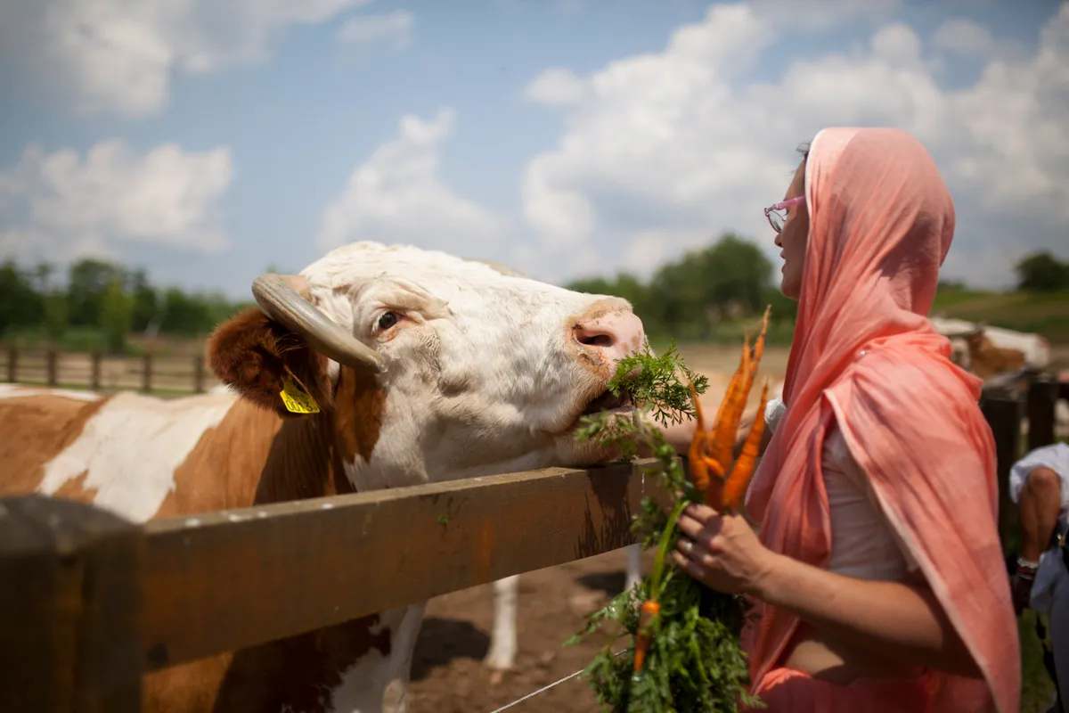 Krisna völgyi Indiai Kulturális Központ és Biofarm