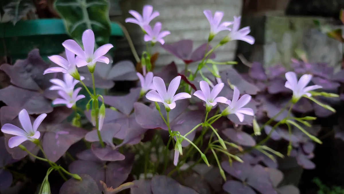 Calincing,Butterfly,Flower,,Red,Calincing,,Purple,Calincing,Or,Butterfly,Flower