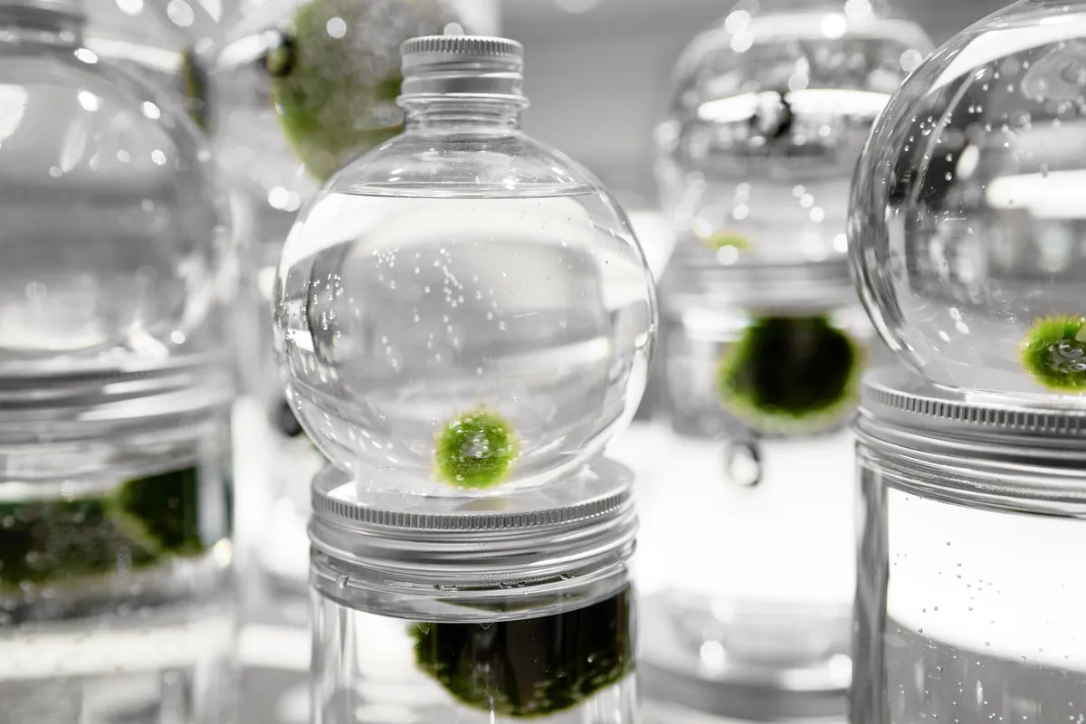 marimo tartása
