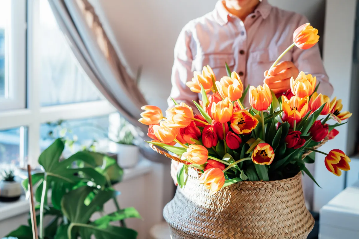 No face woman taking flower from bunch of fresh tulips in wicker basket at home. Making spring bouquet. Woman arranges bouquet of tulips at home. Flowers delivery. Soft selective focus. Copy space.