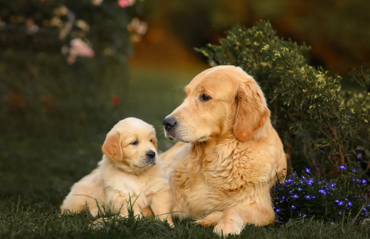 Golden retrieverek békésen pihennek a kertben.