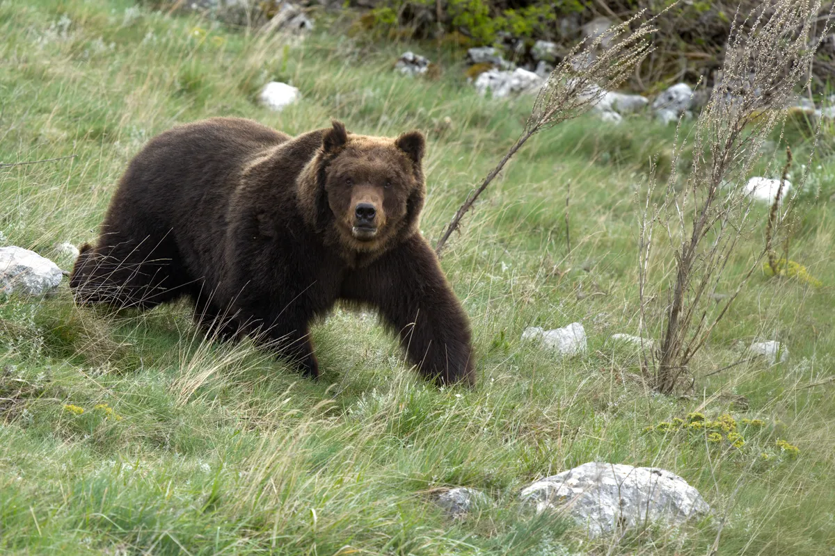 Medveészlelések az Aggteleki Nemzeti Parkban
