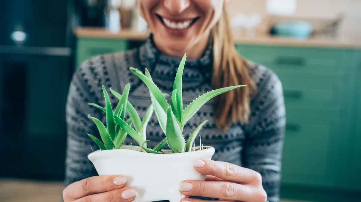 Cropped shot of young woman holding flowerpot with Aloe Vera plant at home.