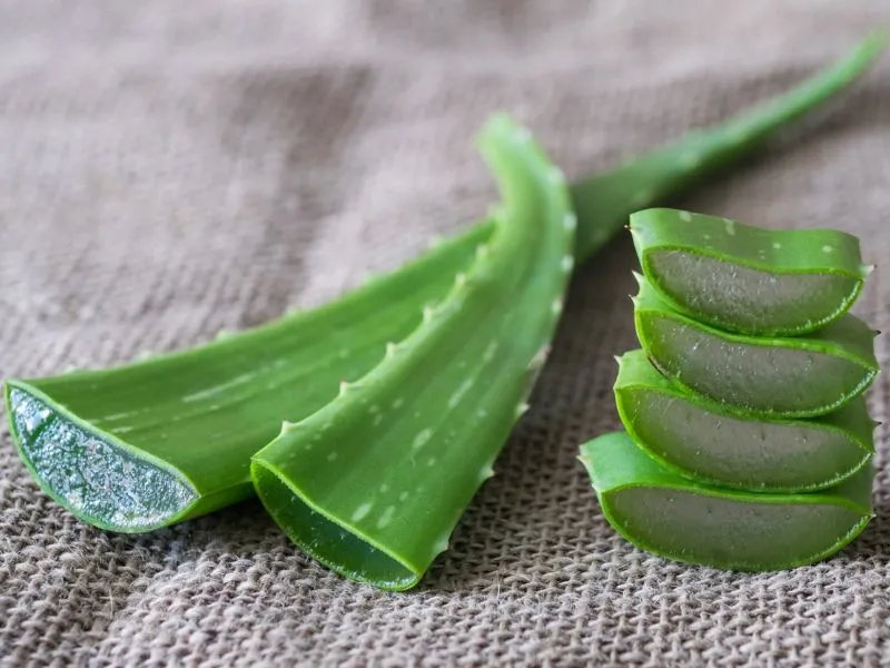 aloe vera felhasználása