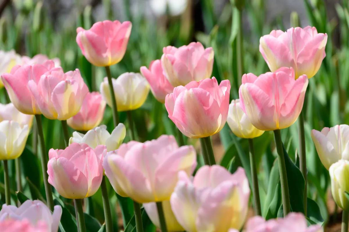 tavaszi virágos mezők – tulipán